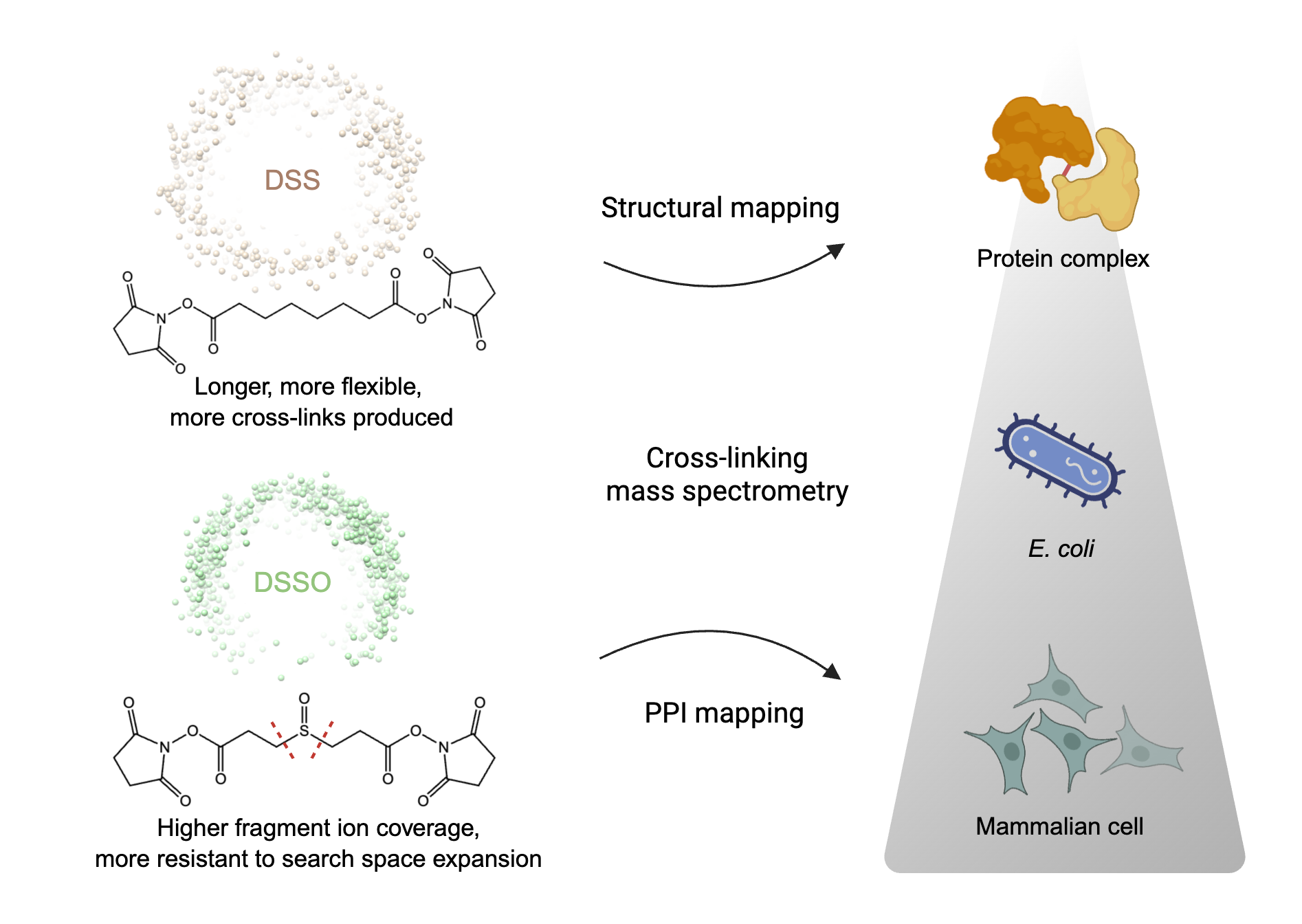 20260612-Molecular Systems Biology-董梦秋-1.png